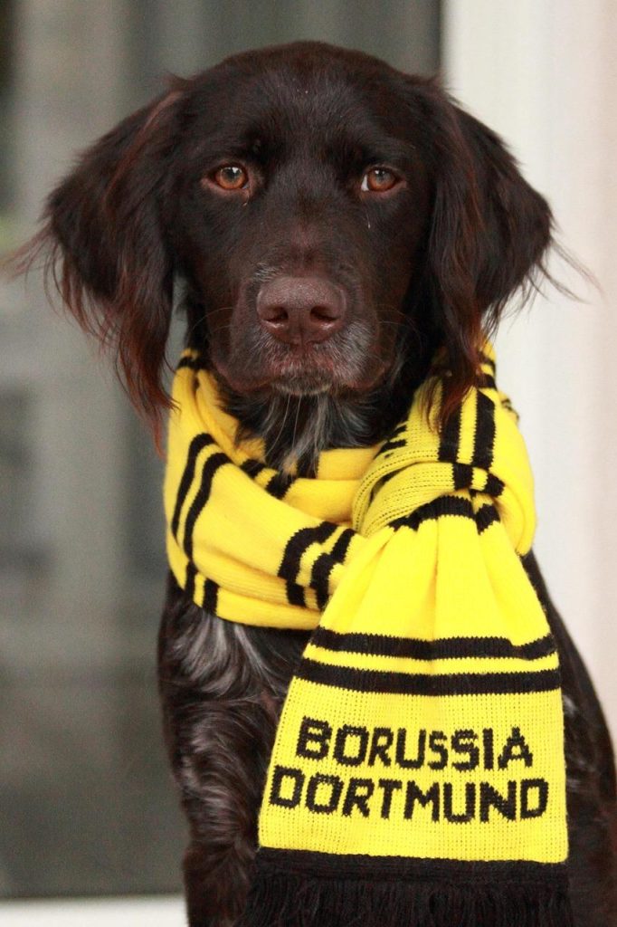 Borussia Dortmund vs. Ulsan Hyundai FC: Preview, odds, how to watch, time